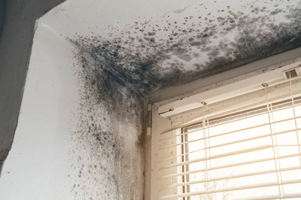 Affordable Commercial Mold Remediation solutions in Woodville, VA